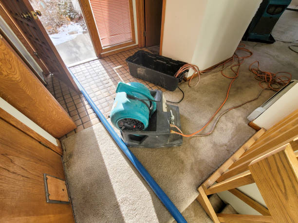 Best Basement water damage restoration  in Georgiana, AL