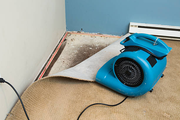 Best Water damage cleanup near me  in Georgiana, AL